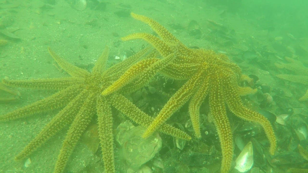 Frisky sea stars