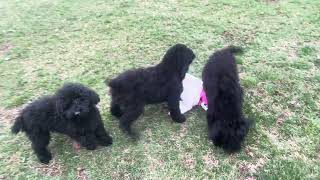 Black Miniature / Moyen Poodle puppies for sale in Michigan