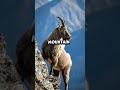 Higher means harder survival. #mountains #wildlife #animals #nature #extreme
