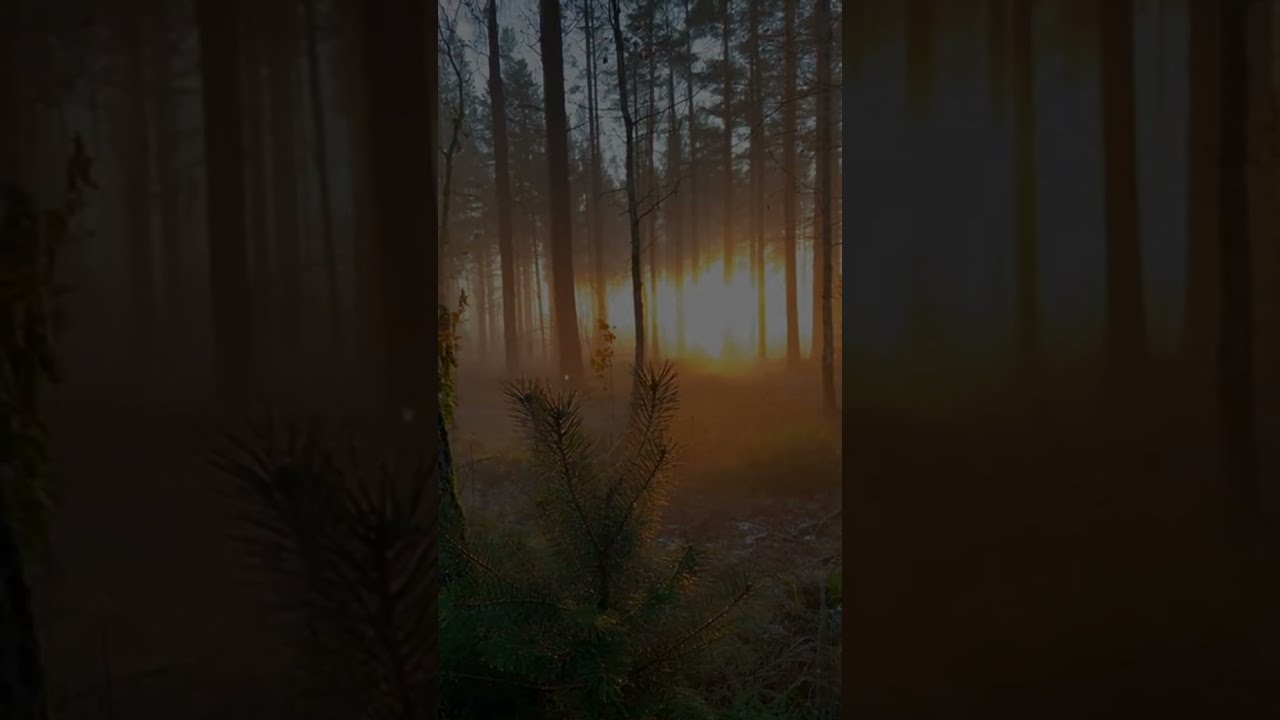 The Quiet Where You Return to Yourself — Whispering Parent