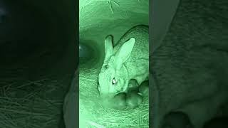 The Fox Left The Baby Rabbits Without Their Mother.