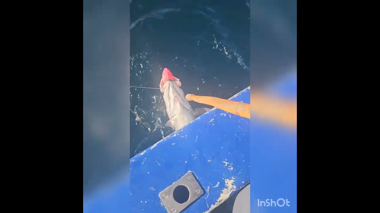 What a morning.Big Dagga salmon.Deep sea fishing in Durban on Simply the best fishing charters