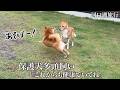 【保護犬】これからもたくさん思い出を作りたい…健康について考えた旅行でした