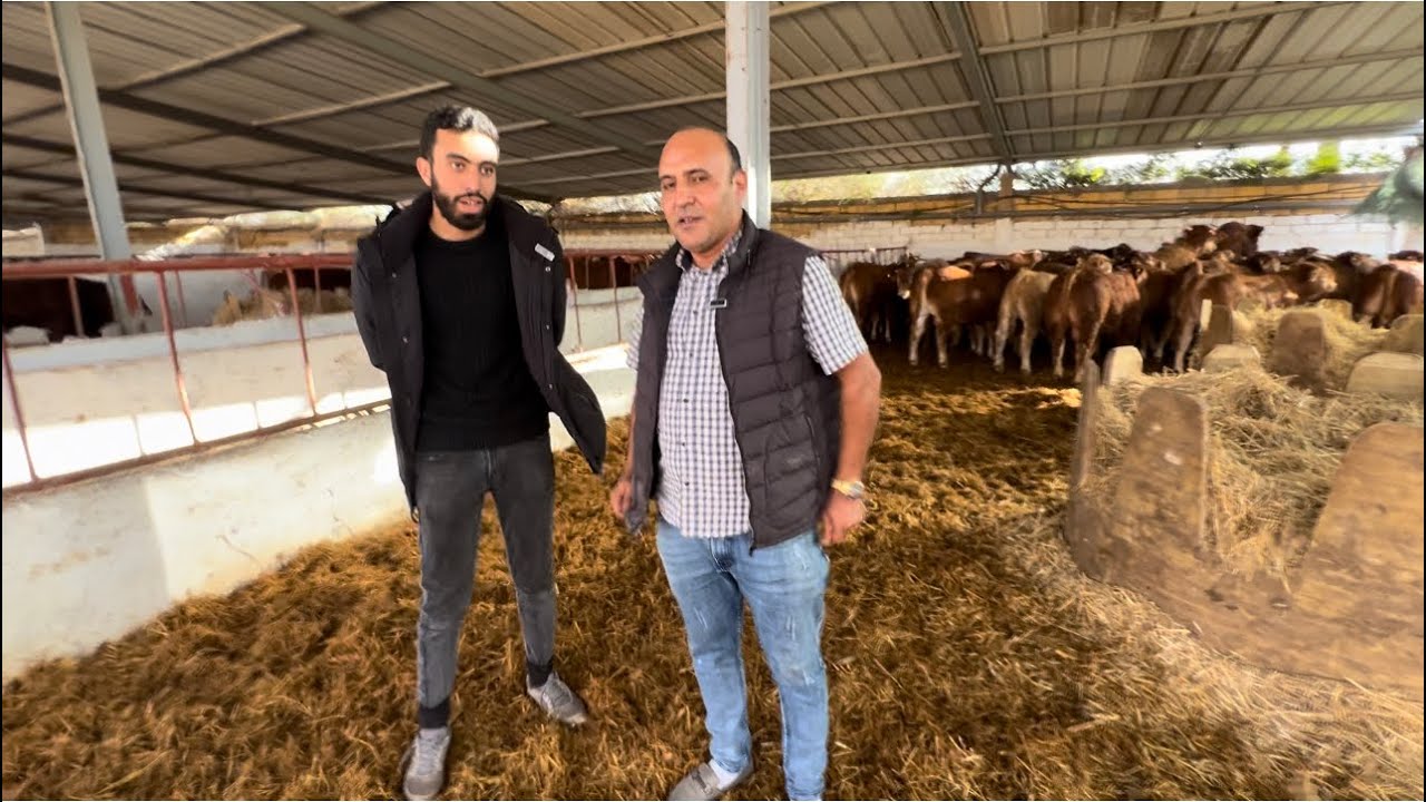 عزيزي الكساب و الجزار ازيد من 1000 ثور 🐂 للبيع في ضيعة المرضي ب ولاد زيان مع ذكر الثمن