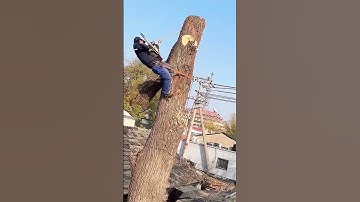 Logging process of a willow tree