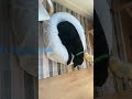 Do you think my dogs cute?