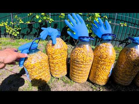 Cooking Fermented Corn | Carp and Cupid Won't Pass By!