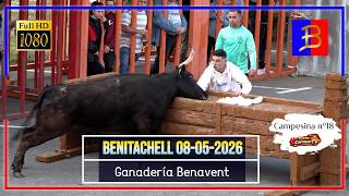 Benitachell 08/05/2026 ▪️ Ganadería Benavent ▪️ Festes de la Rosa