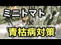 【ミニトマトの青枯病】症状と対策
