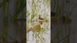 Download Lagu burung berkik/tiruk sawah sama anak2 nya mencari makan MP3