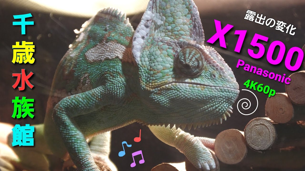 Panasonicデジタル4Kビデオカメラ サケのふるさと千歳水族館・・カメレオン・カージナルテトラ /   露出の変化    Panasonic HC-X1500撮影映像