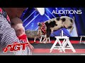 PIGS Got Talent?! Pork Chop Revue Brings Funny and Talented Pigs To AGT! - America's Got Talent 2020