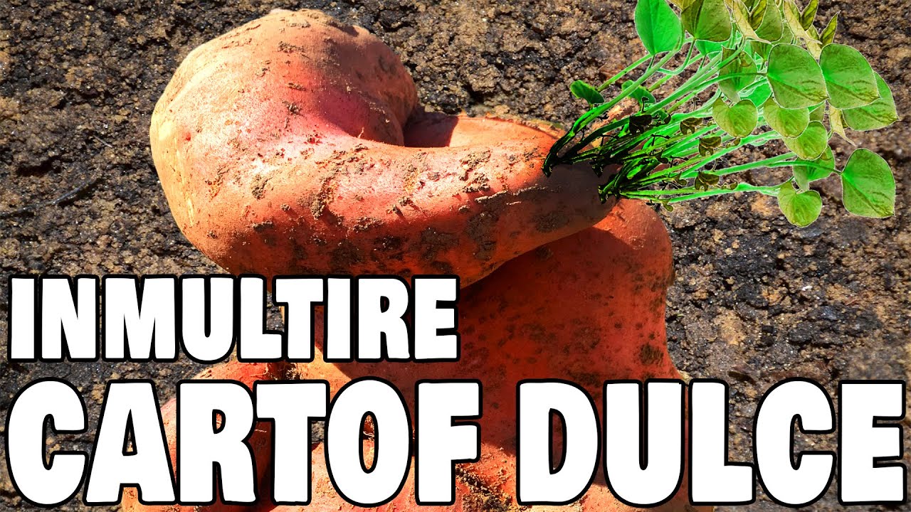 6 Metode de a face BUTASI din Cartofi Dulci