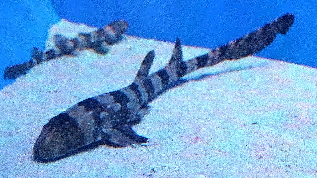 무서운 상어 아니랍니다. 온순하고 귀여운 상어랍니다.백점얼룩상어 Whitespotted bamboo Shark YouTube