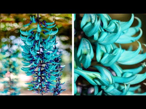 Most EXPENSIVE Plants in the World!