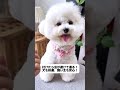 暑くなって虫が多い、犬がよく刺される？この精油カラーを付ければ、虫が近寄らない！ #虫よけカラー #精油 #春夏対策 #便利グッズ #犬のいる生活