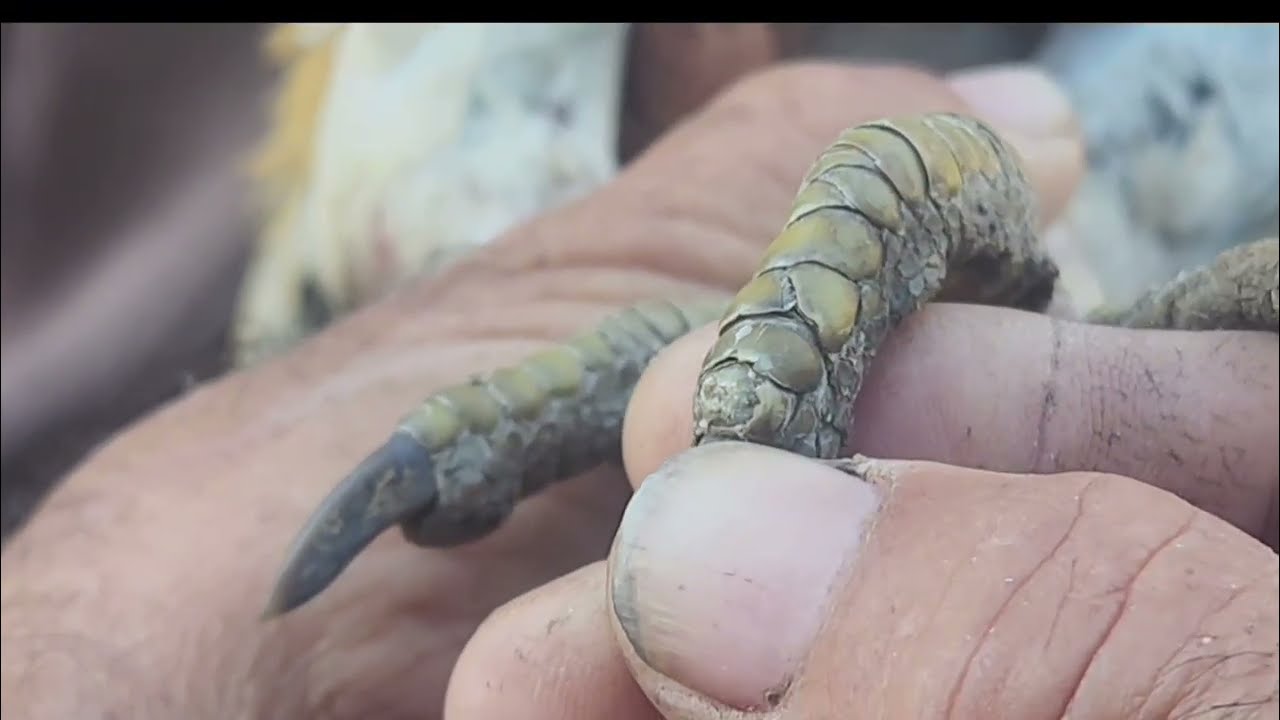 ไก่ตำรา#เกล็ดขุนแผนสะกดทัพ+2#เกล็ดจักรนารายณ์ดี#เกล็ดอันสวย