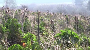 German shorthaired Pointer demonstrating a stop whistle with running deer