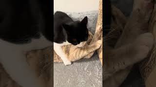 Cat Bites Other Cat And Makes Him Scream
