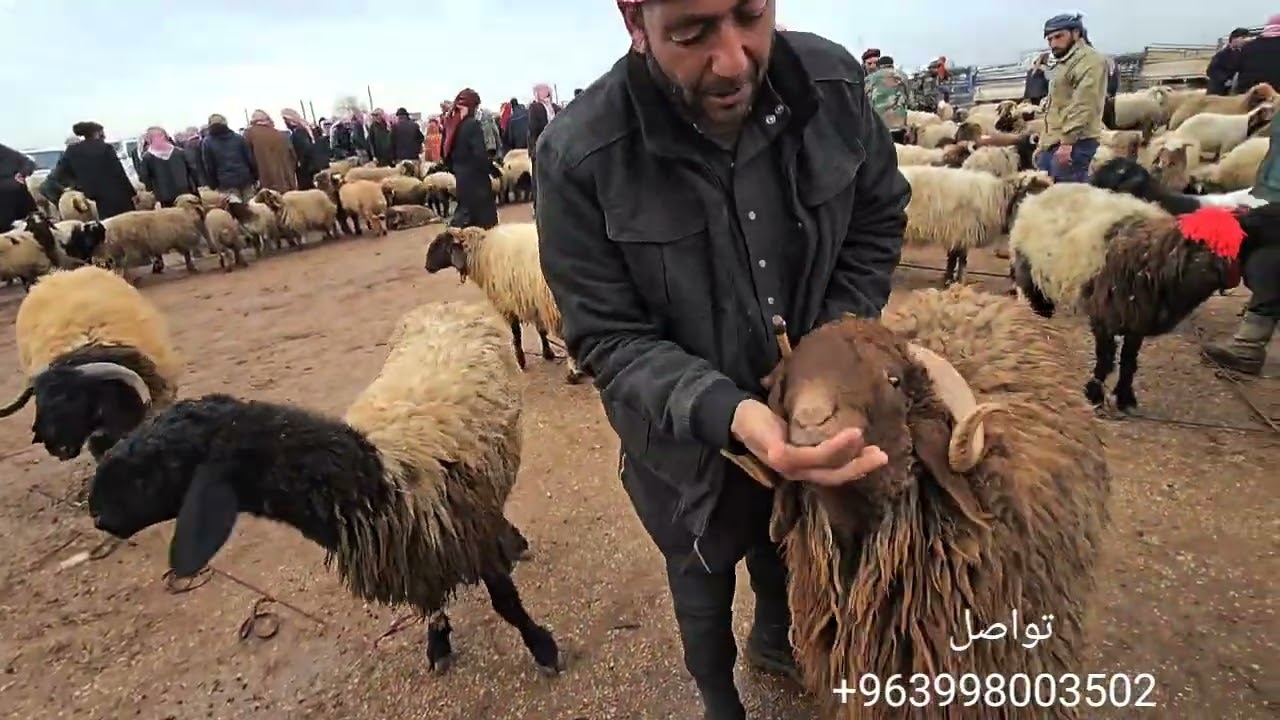 جوله جديده في اسواق المواشي في مدينه إدلب معره مصرين 13\2\2026 الحركه جيده والطلب ع الخاروف السرحي