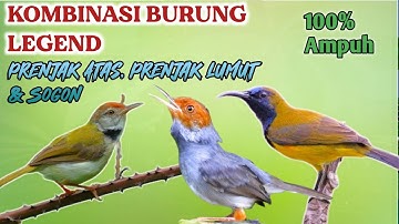 PIKAT BURUNG LEGEND PRENJAK KEPALA MERAH, PRENJAK LUMUT & SOGON 100% AMPUH