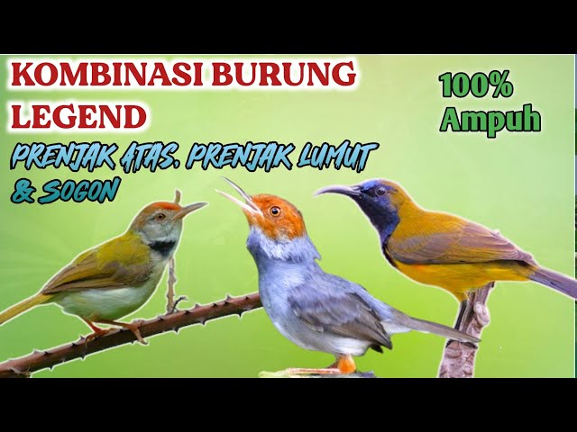 PIKAT BURUNG LEGEND PRENJAK KEPALA MERAH, PRENJAK LUMUT & SOGON 100% AMPUH class=