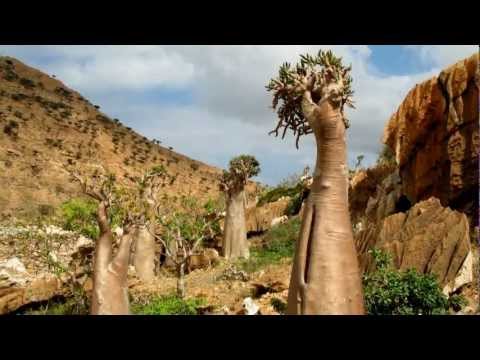 Heaven on earth - Socotra Island