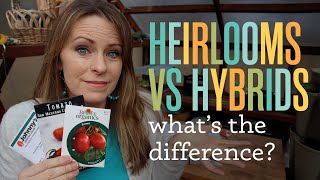 Heirlooms Vs Hybrids what