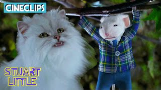Escaping The Hungry Cats | Stuart Little | CineClips