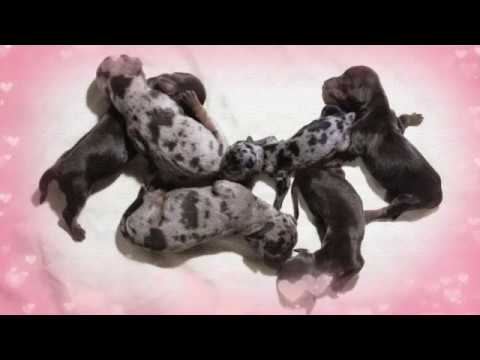 barbie-and-her-chocolate-dapple-puppies-(dachshund-dog-giving-birth)