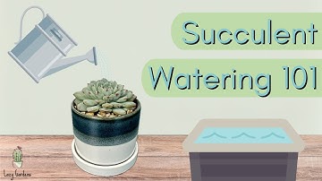 Succulent Watering 101: When to Water Succulents & How Much Water do Succulents Need?