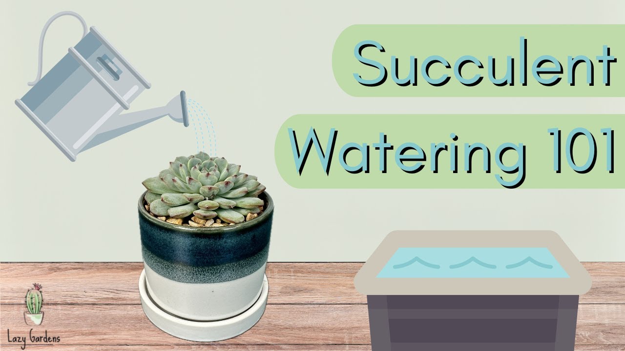 Succulent Watering 101: When to Water Succulents & How Much Water do Succulents Need?