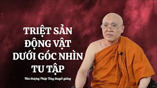 VẤN ĐÁP PHẬT PHÁP l THIẾN CHÓ, MÈO HOẶC TRIỆT SẢN ĐỘNG VẬT DƯỚI GÓC NHÌN TU TẬP