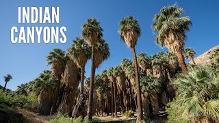 Indian Canyons: Hiking Palm Canyon \& Andreas Canyon in Palm Springs