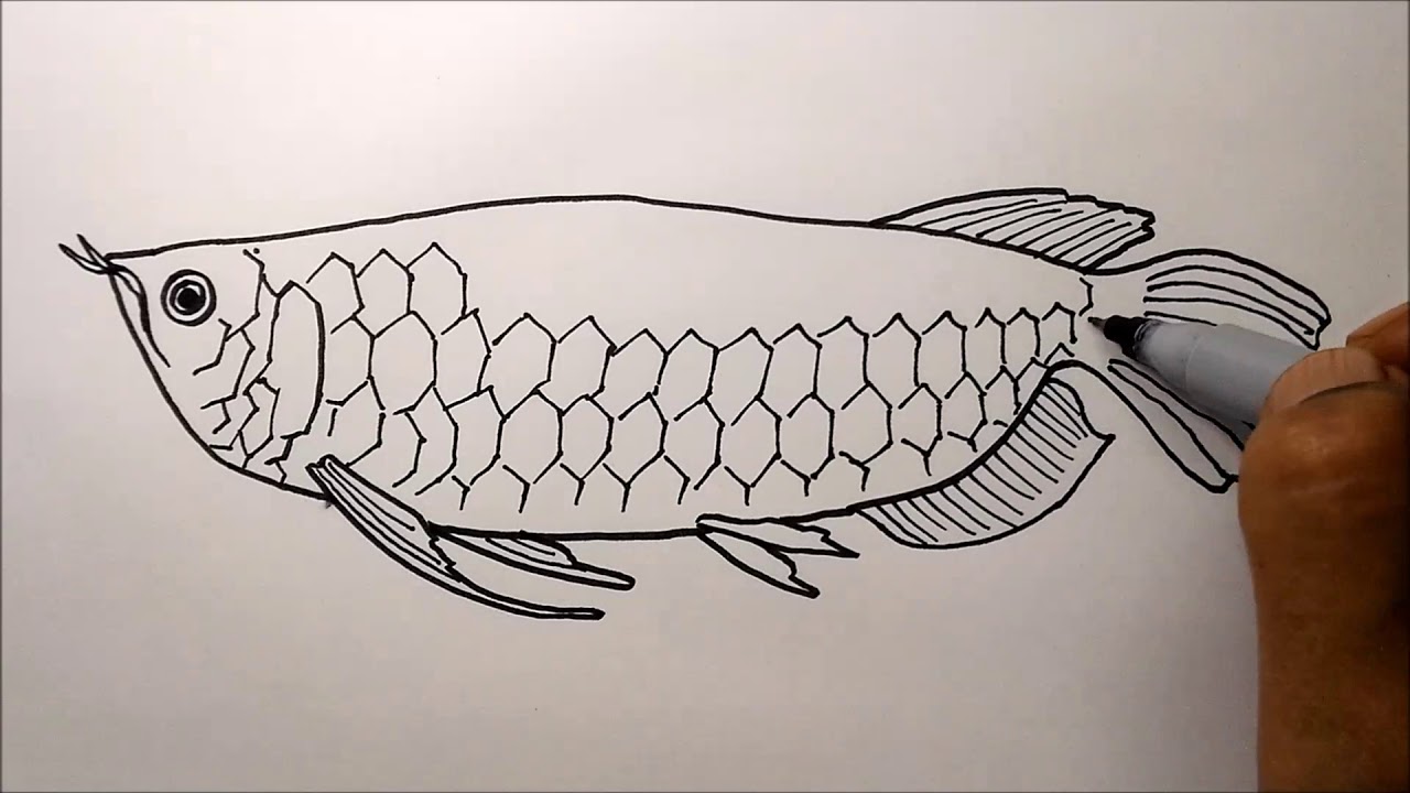  Cara  Gampang  Belajar  Menggambar  Ikan Arwana YouTube