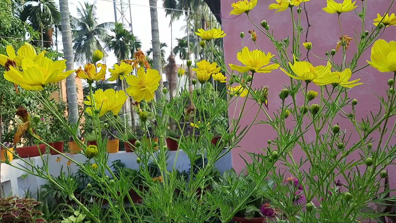 Cosmos flower plant care in hindi // Secrets of heavy blooming