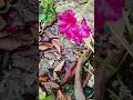 ভালোবাসার ফুল গোলাপ 🩵#গোলাপফুল#নার্সারি #বাগান #সট_ভিডিও