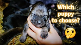 Information About Wolf Dog Puppies! #wolf #dog #puppy