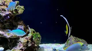 Skyreef Feeding 20191031