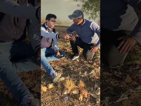 زغبو شيطان وداره مع شمهاروش