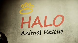 Halo Animal Rescue