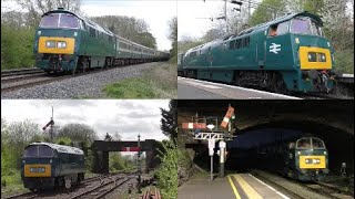 D1015 'Western Champion' and the 'One Way Wizzo' charter 14/04/24