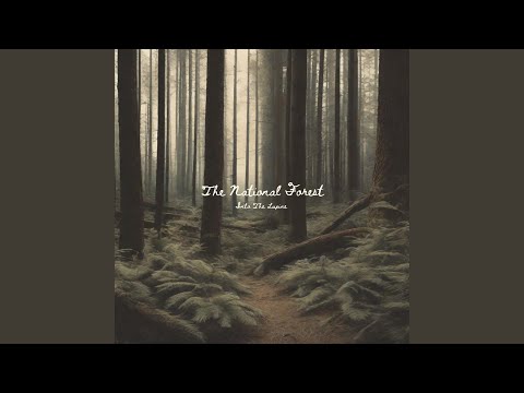 The National Forest - No Matter The Miles