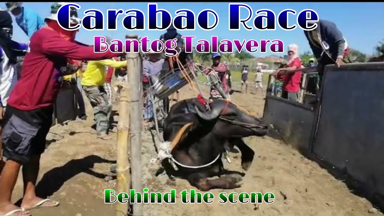 EP,540. Carabao Race Bantog Talavera Behind the Scene - YouTube