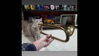 cat with trumpet meme
