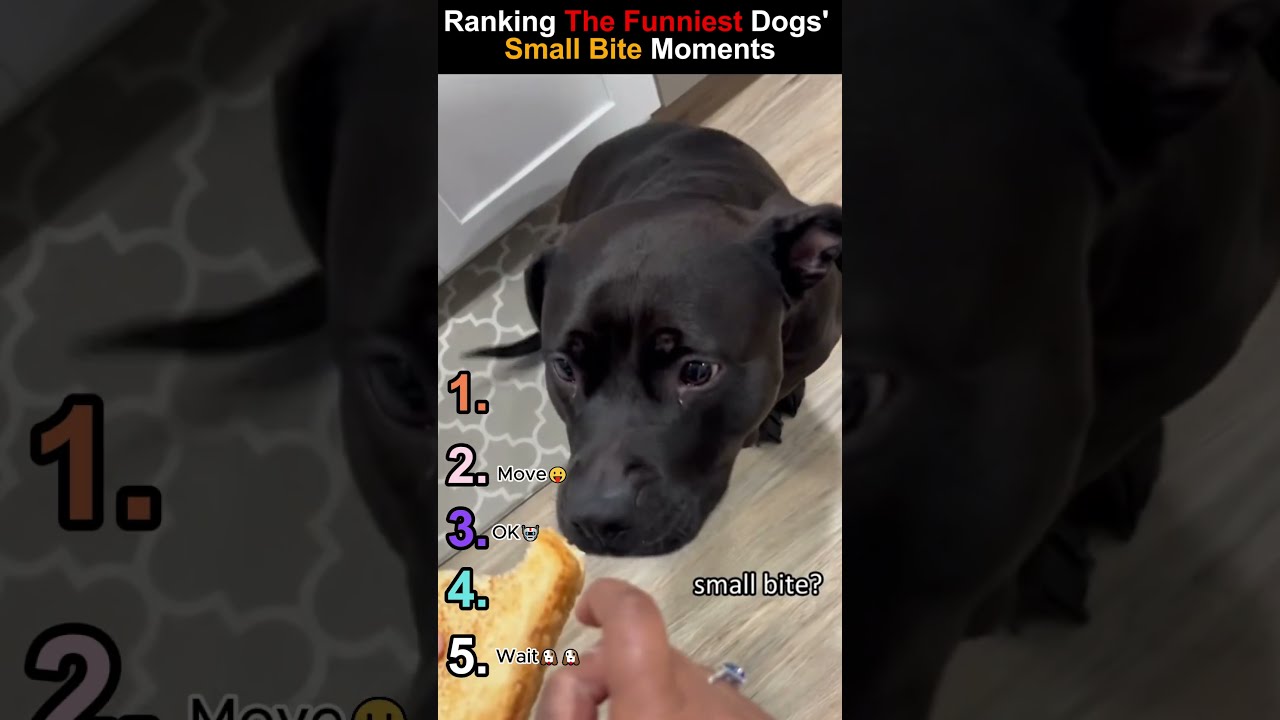 Ranking The Dogs Small Bite Moments