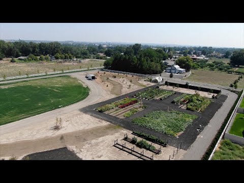 Video: Informasi Wichita Blue Juniper - Pelajari Tempat Menanam Pohon Juniper Biru Wichita