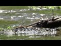 Aravaipa Creek and Dragonfly