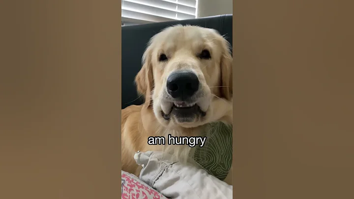 my derpy dog 🤪 #dog #funnydogs #goldenretriever