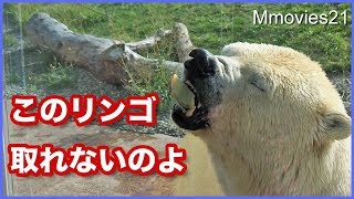 張り付きリンゴに苦戦するホッキョクグマ　リラ Polar Bear eats apples stuck to the glass
